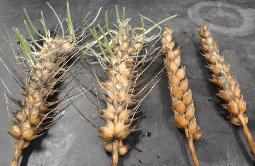 Sagl Rheem Wheat & Flour Analysis – SAGL